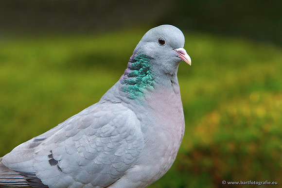 Duiven, Bart Fotografie-074