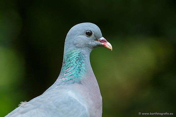 Duiven, Bart Fotografie-075
