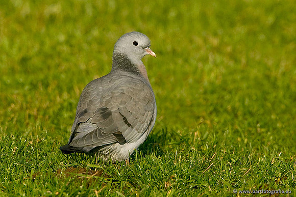 Duiven, Bart Fotografie-076