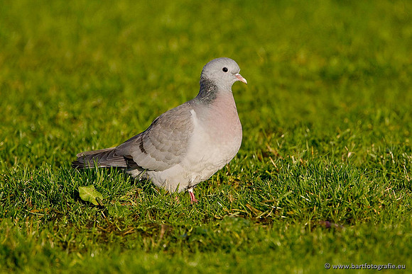 Duiven, Bart Fotografie-077