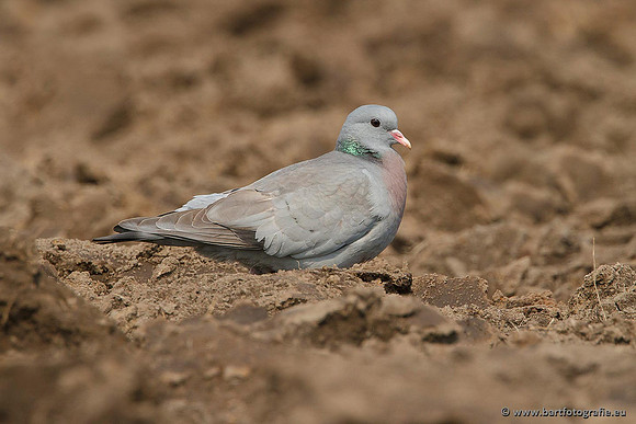 Duiven, Bart Fotografie-078