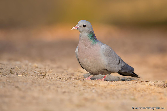 Duiven, Bart Fotografie-079