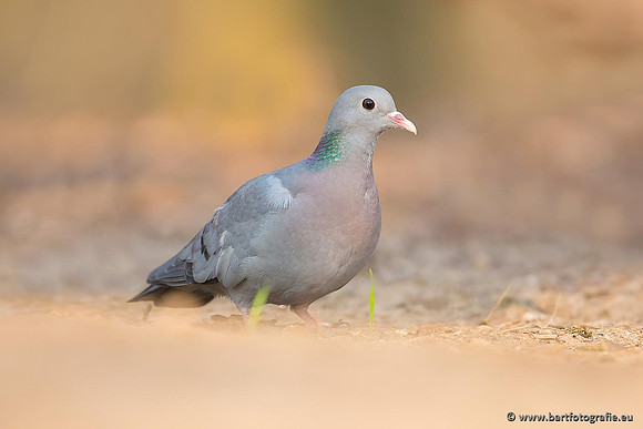 Duiven, Bart Fotografie-080