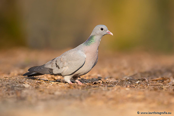 Duiven, Bart Fotografie-083