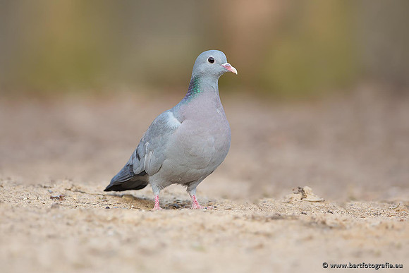 Duiven, Bart Fotografie-084