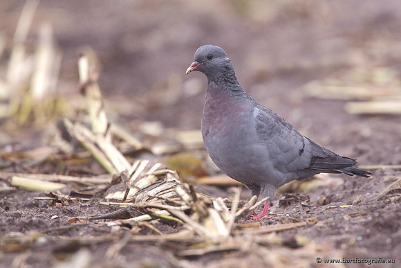 Duiven, Bart Fotografie-086