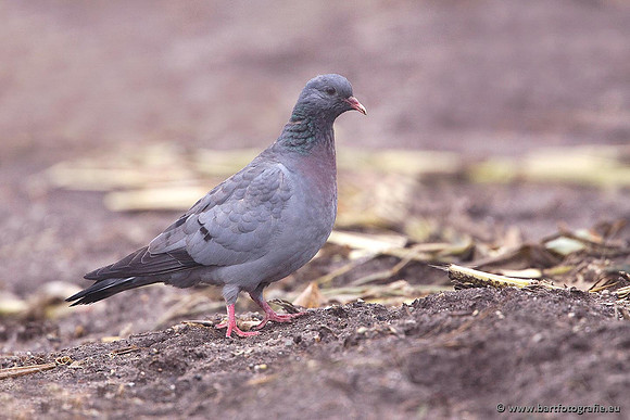 Duiven, Bart Fotografie-085