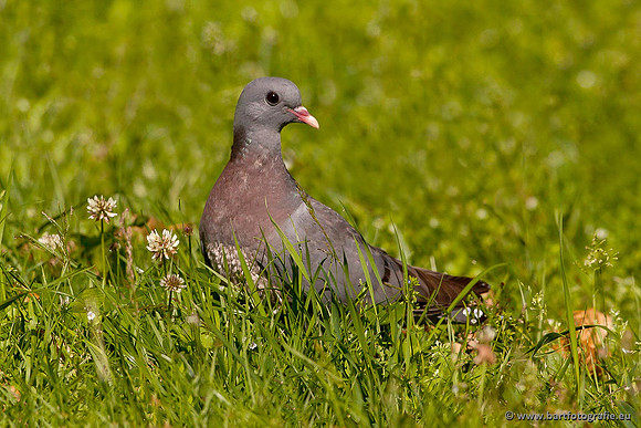 Duiven, Bart Fotografie-087
