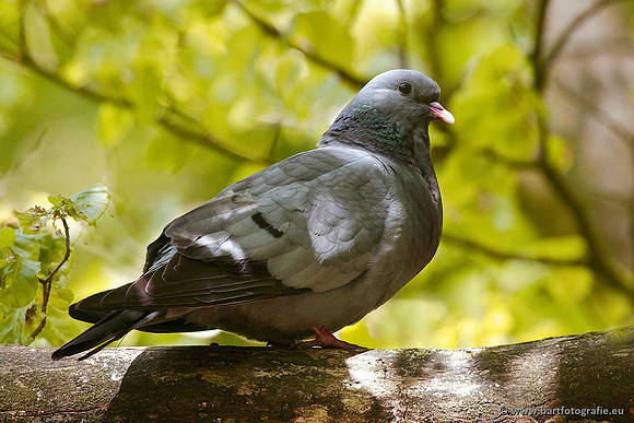 Duiven, Bart Fotografie-088