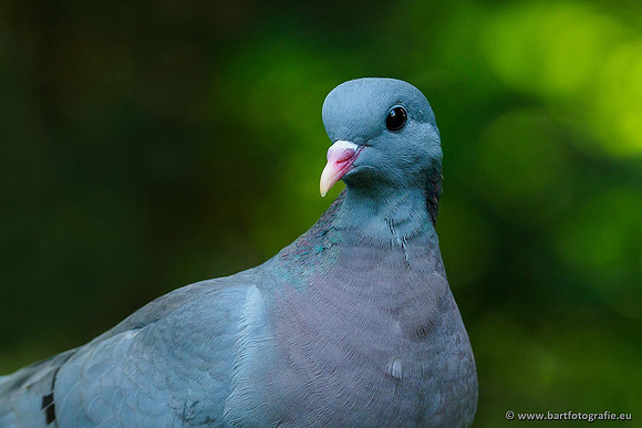 Duiven, Bart Fotografie-091