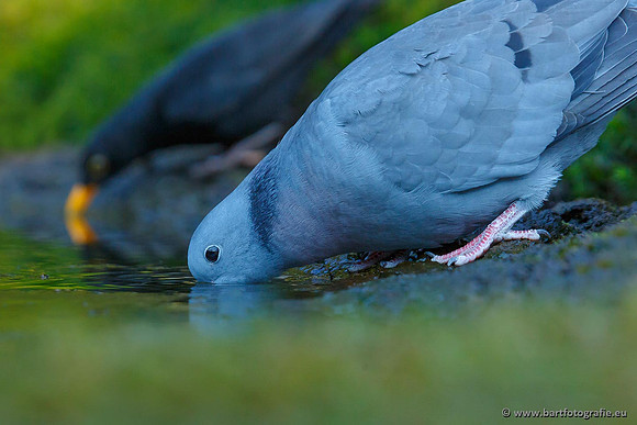 Duiven, Bart Fotografie-092