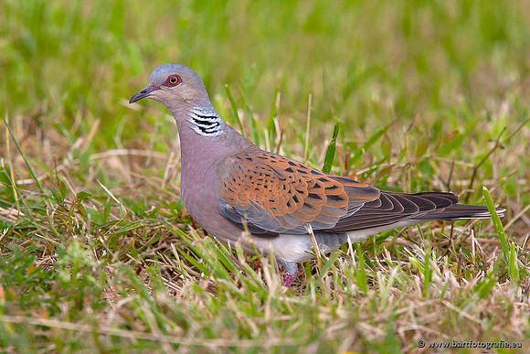 Duiven, Bart Fotografie-093