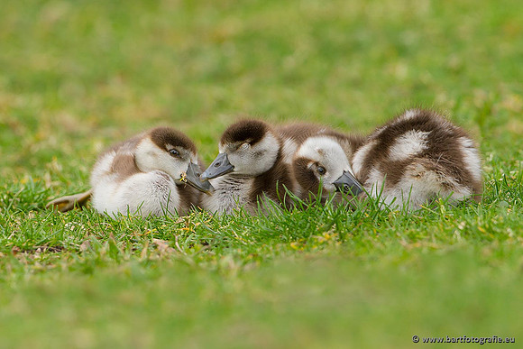 Ganzen en Zwanen, Bart Fotografie-217