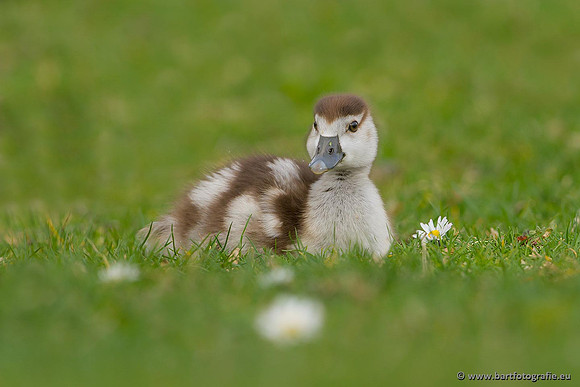 Ganzen en Zwanen, Bart Fotografie-218
