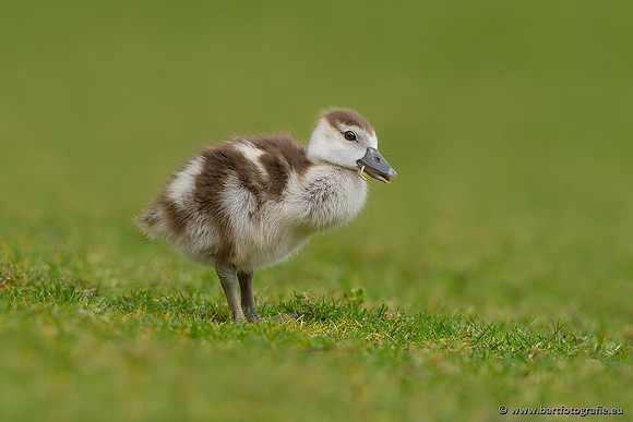 Ganzen en Zwanen, Bart Fotografie-223