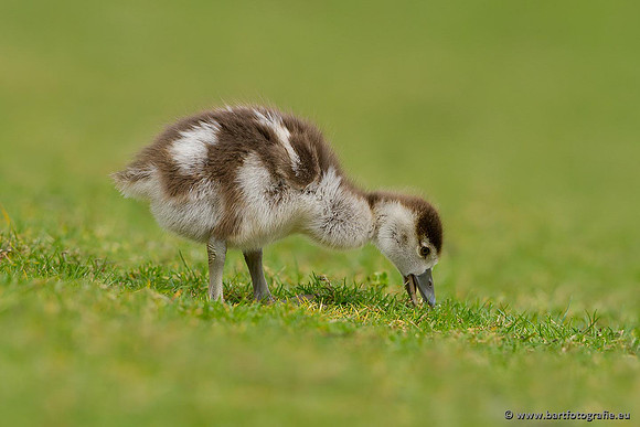 Ganzen en Zwanen, Bart Fotografie-224