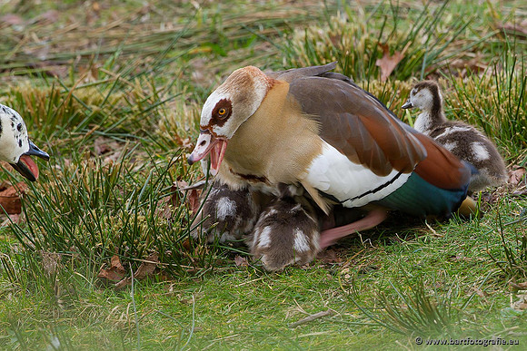 Ganzen en Zwanen, Bart Fotografie-226