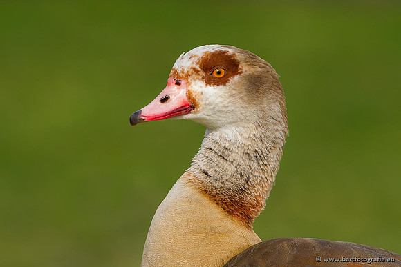 Ganzen en Zwanen, Bart Fotografie-220