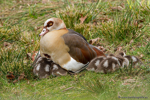 Ganzen en Zwanen, Bart Fotografie-227
