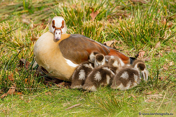 Ganzen en Zwanen, Bart Fotografie-228