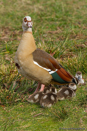 Ganzen en Zwanen, Bart Fotografie-229