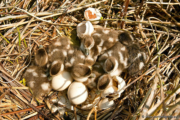 Ganzen en Zwanen, Bart Fotografie-235