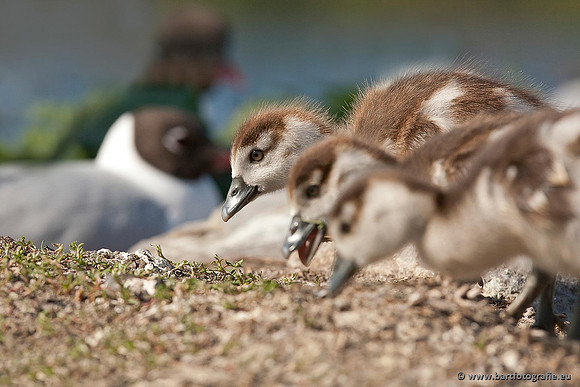Ganzen en Zwanen, Bart Fotografie-241