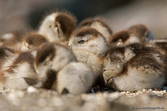 Ganzen en Zwanen, Bart Fotografie-243