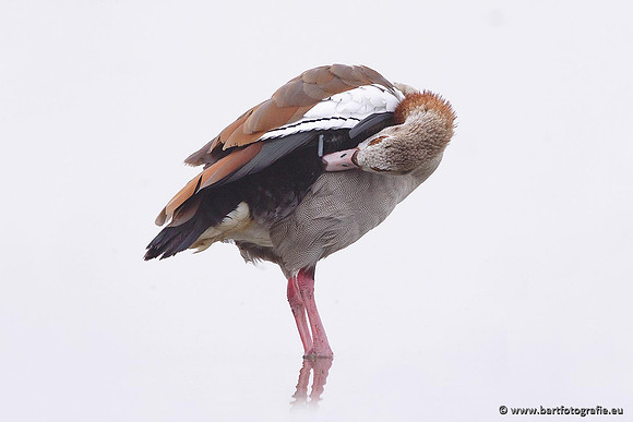 Ganzen en Zwanen, Bart Fotografie-246