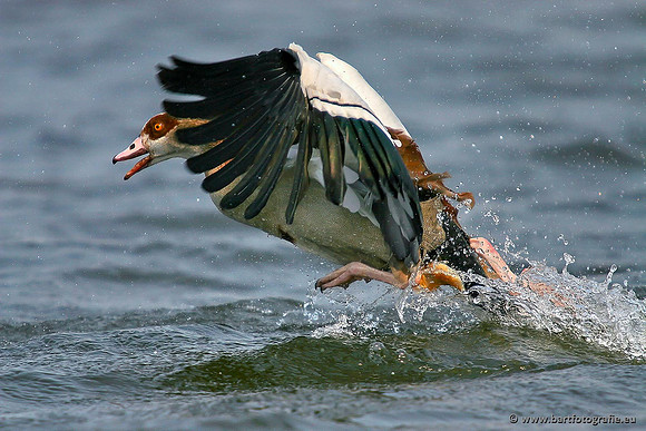 Ganzen en Zwanen, Bart Fotografie-245