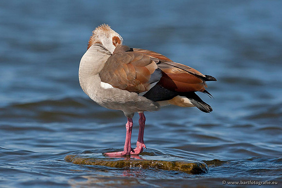 Ganzen en Zwanen, Bart Fotografie-247