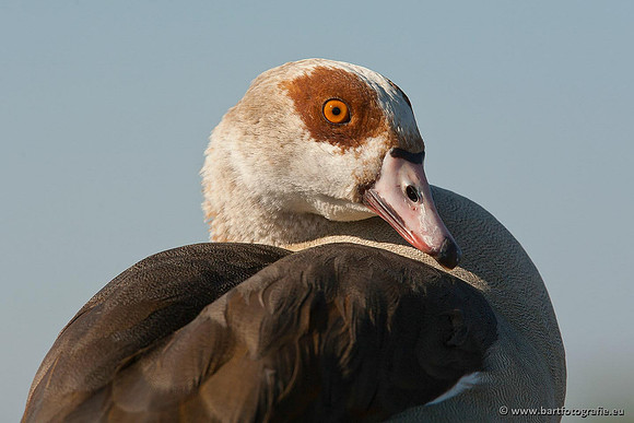 Ganzen en Zwanen, Bart Fotografie-249