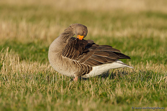 Ganzen en Zwanen, Bart Fotografie-252