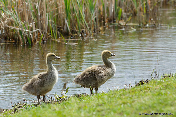 Ganzen en Zwanen, Bart Fotografie-254