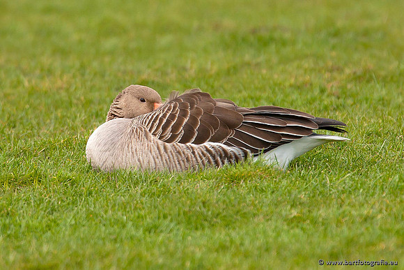 Ganzen en Zwanen, Bart Fotografie-257
