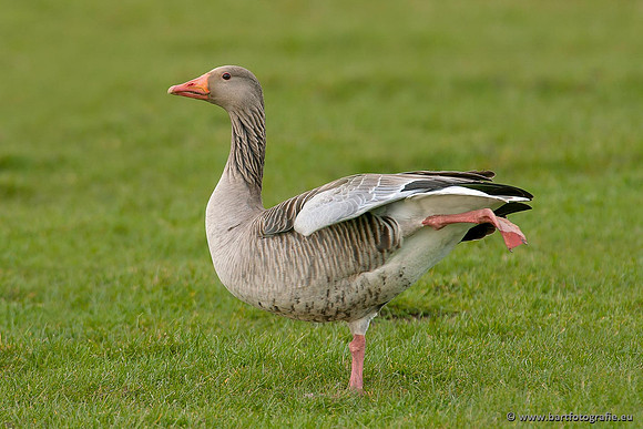 Ganzen en Zwanen, Bart Fotografie-258