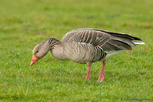 Ganzen en Zwanen, Bart Fotografie-259