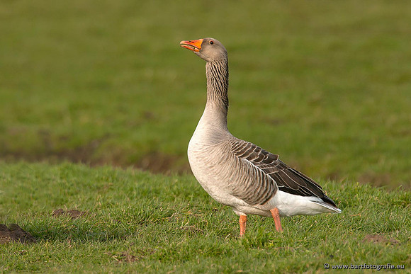 Ganzen en Zwanen, Bart Fotografie-260