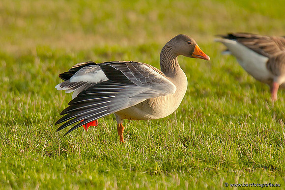 Ganzen en Zwanen, Bart Fotografie-261