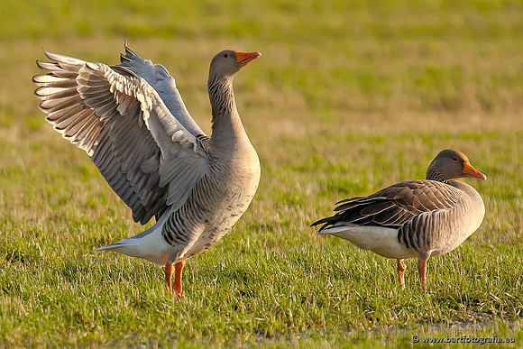 Ganzen en Zwanen, Bart Fotografie-262