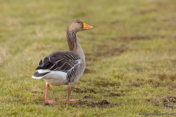Ganzen en Zwanen, Bart Fotografie-264