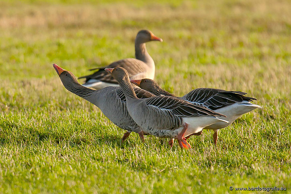Ganzen en Zwanen, Bart Fotografie-263