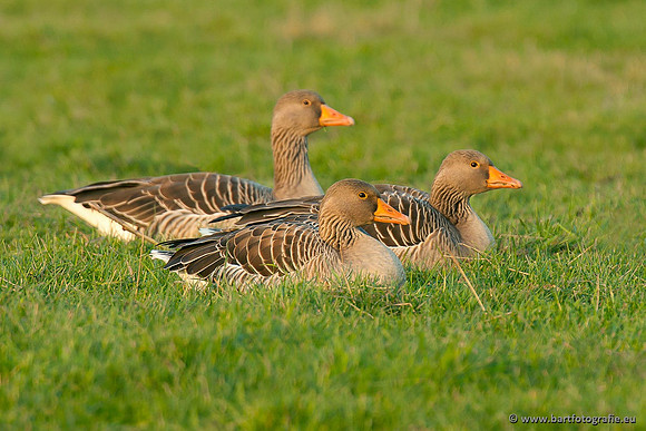 Ganzen en Zwanen, Bart Fotografie-265
