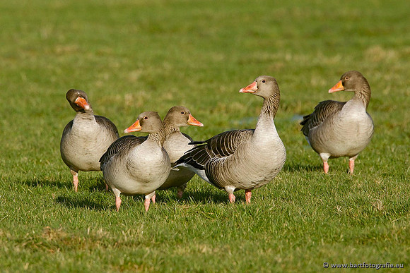 Ganzen en Zwanen, Bart Fotografie-266