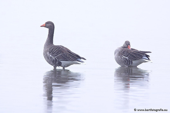 Ganzen en Zwanen, Bart Fotografie-267
