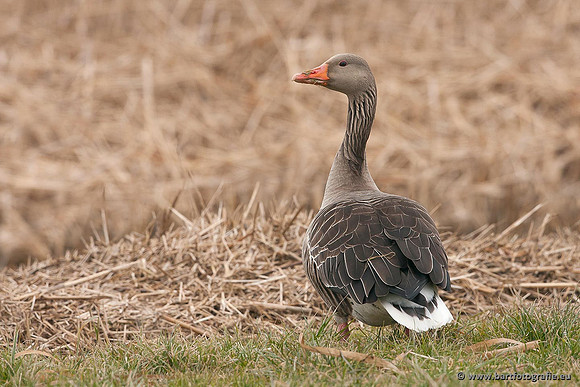 Ganzen en Zwanen, Bart Fotografie-268