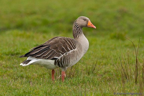 Ganzen en Zwanen, Bart Fotografie-269