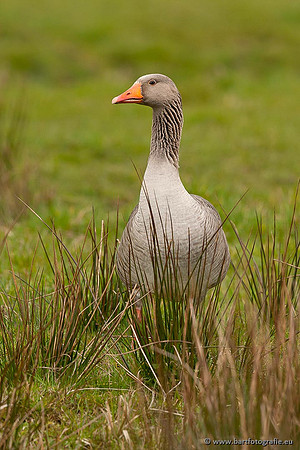 Ganzen en Zwanen, Bart Fotografie-270