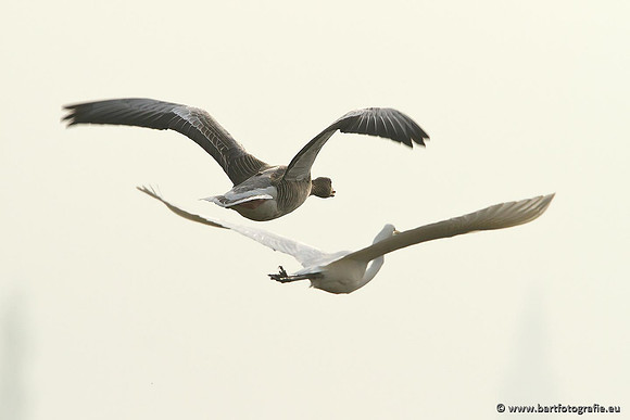 Ganzen en Zwanen, Bart Fotografie-274