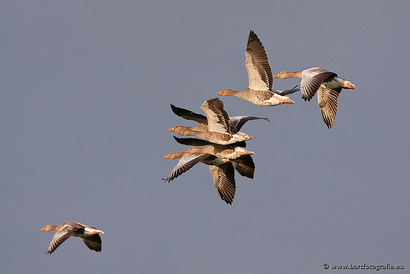 Ganzen en Zwanen, Bart Fotografie-276
